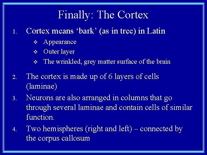 Finally: The Cortex 1. Cortex means ‘bark’ (as in tree) in Latin v v