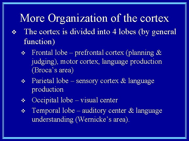 More Organization of the cortex v The cortex is divided into 4 lobes (by
