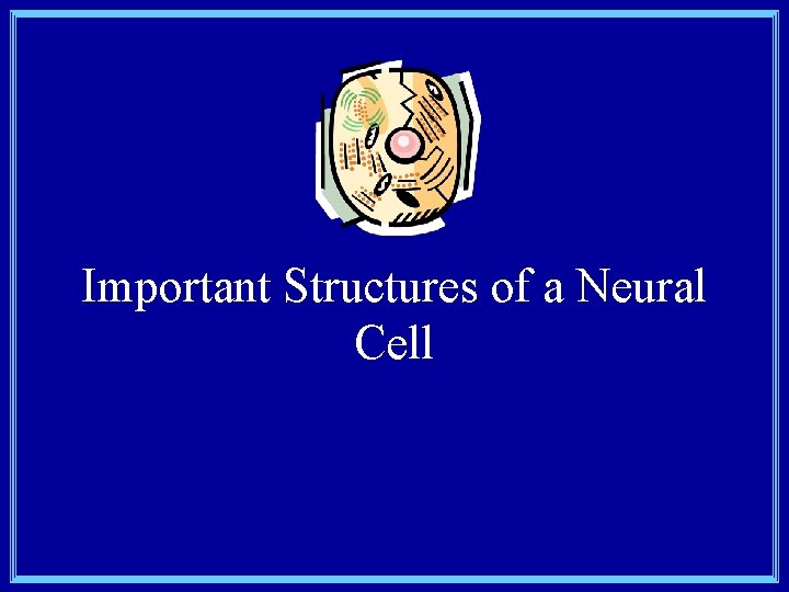 Important Structures of a Neural Cell 