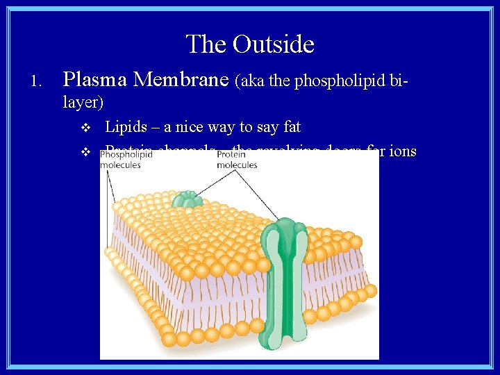 The Outside 1. Plasma Membrane (aka the phospholipid bilayer) v v Lipids – a