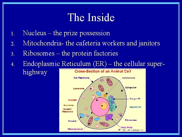 The Inside 1. 2. 3. 4. Nucleus – the prize possession Mitochondria- the cafeteria