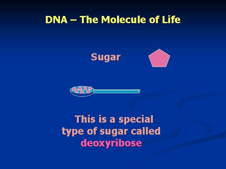 DNA – The Molecule of Life Sugar This is a special type of sugar