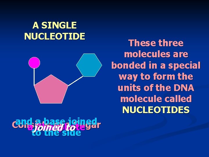 A SINGLE NUCLEOTIDE and a base joined Consists of a ajoined Phosphate to. Sugar