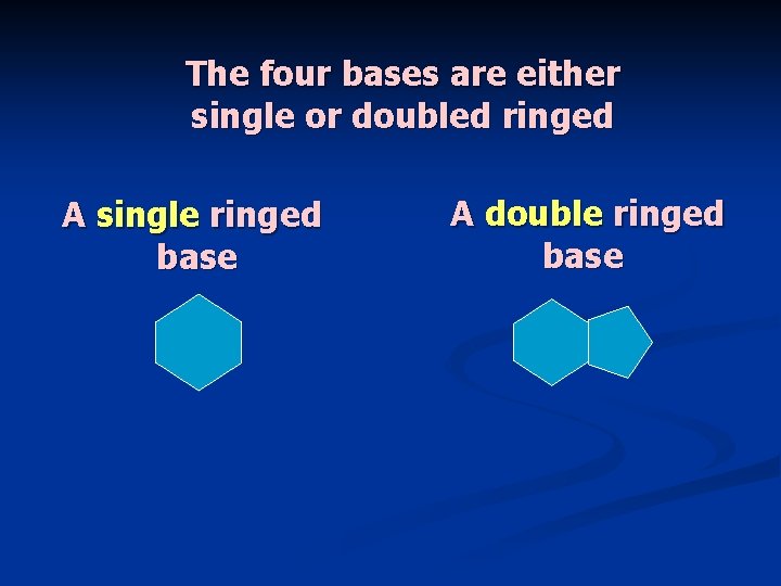 The four bases are either single or doubled ringed A single ringed base A