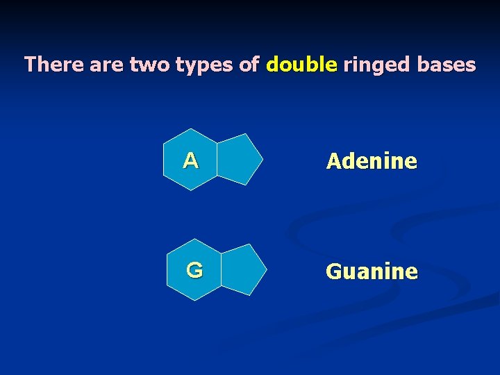 There are two types of double ringed bases A Adenine G Guanine 