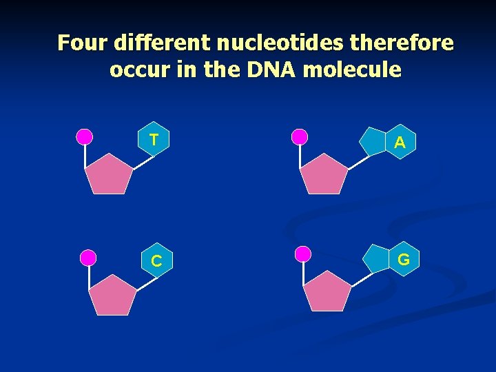 Four different nucleotides therefore occur in the DNA molecule T A C G 