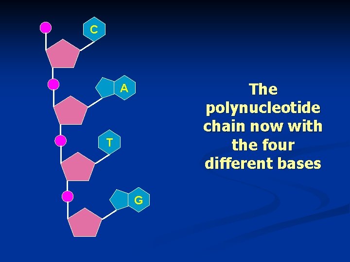 C The polynucleotide chain now with the four different bases A T G 