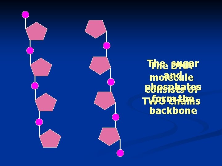 The sugar The DNA and molecule phosphates consists of form the TWO chains backbone