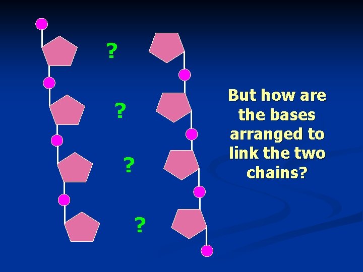 ? ? But how are the bases arranged to link the two chains? 