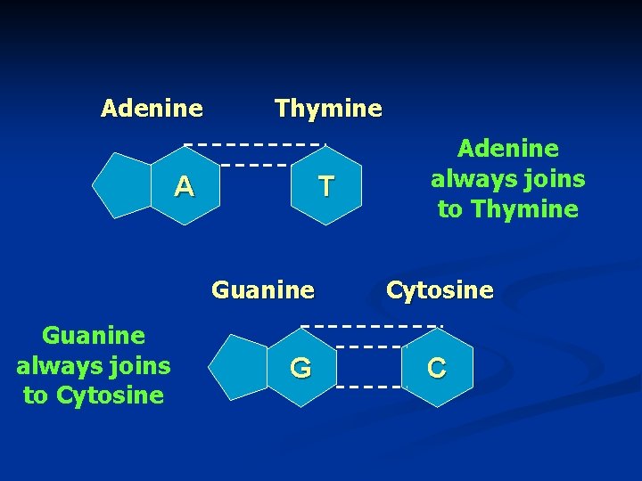 Adenine Thymine T A Guanine always joins to Cytosine G Adenine always joins to