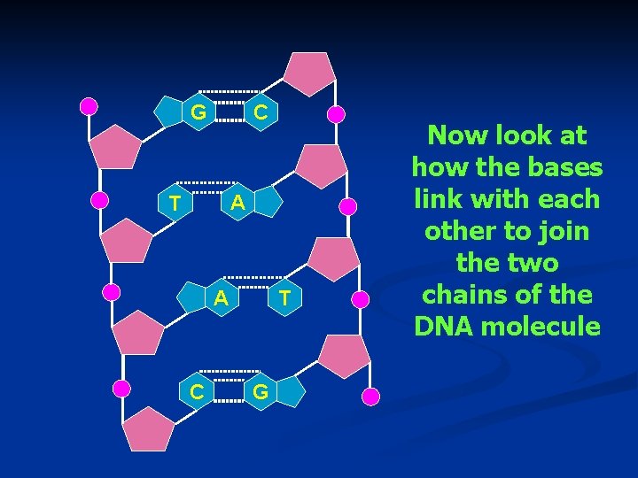 G C A T T A C G Now look at how the bases