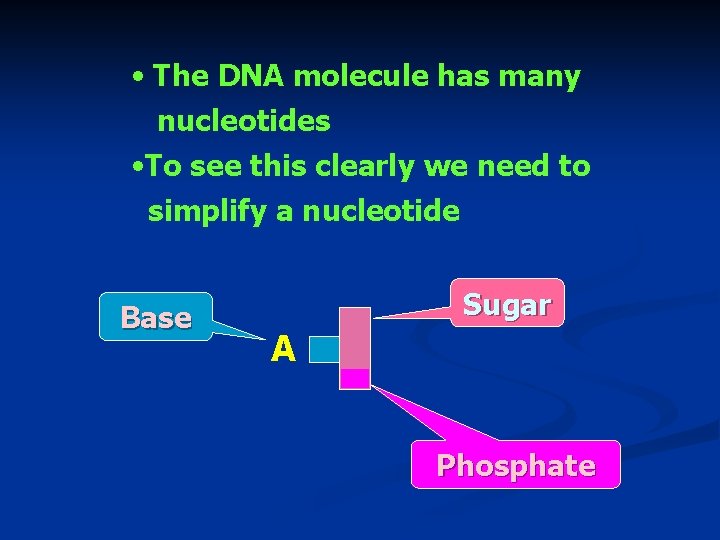  • The DNA molecule has many nucleotides • To see this clearly we