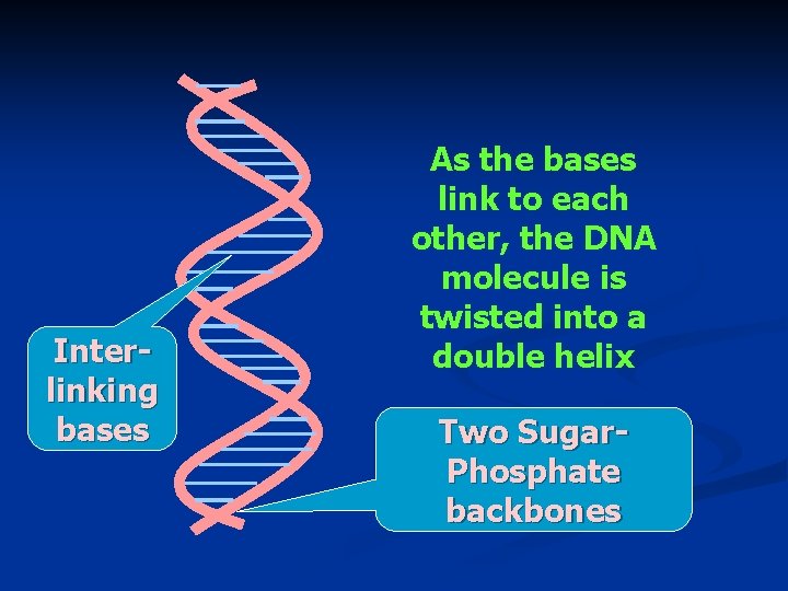 Interlinking bases As the bases link to each other, the DNA molecule is twisted