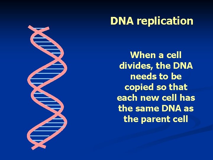 DNA replication When a cell divides, the DNA needs to be copied so that
