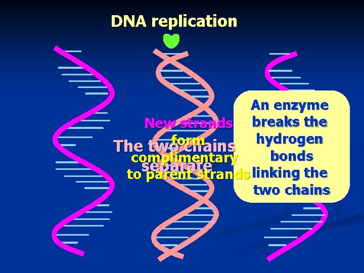 DNA replication An enzyme New strands breaks the hydrogen form The two chains bonds