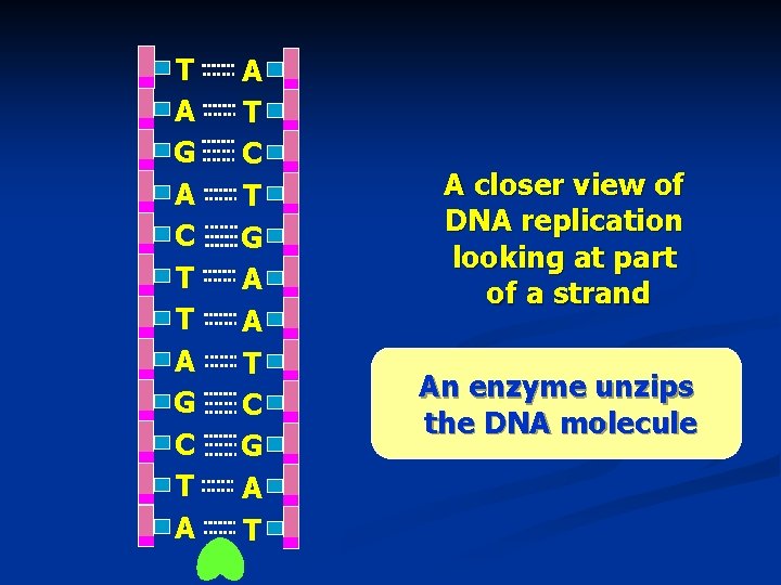 T A G A C T T A G C T A A T