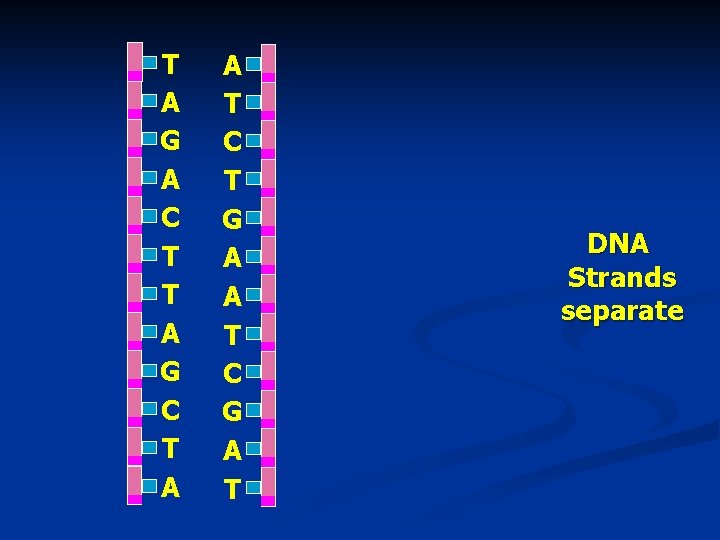 T A G A C T T A G C T A A T