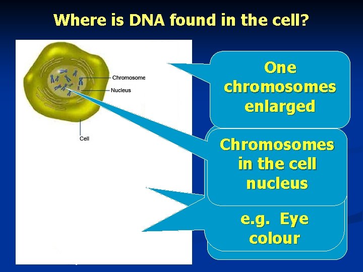 Where is DNA found in the cell? One chromosomes enlarged Genes are Chromosomes pieces