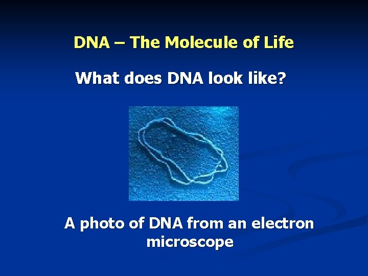 DNA – The Molecule of Life What does DNA look like? A photo of