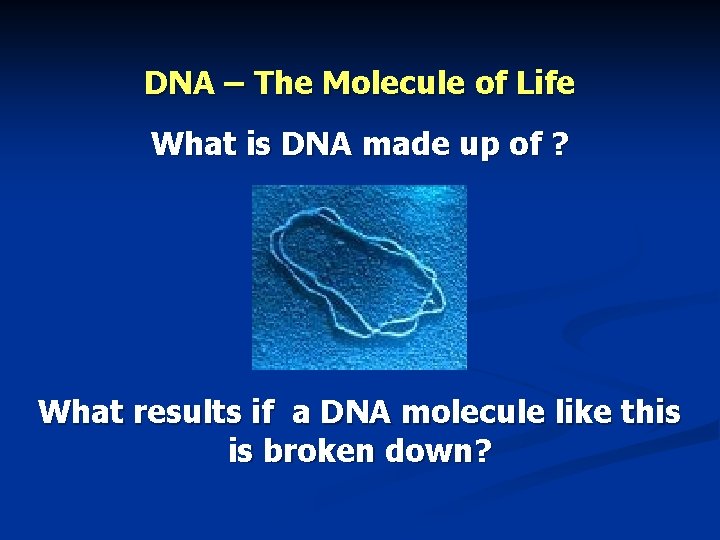 DNA – The Molecule of Life What is DNA made up of ? What