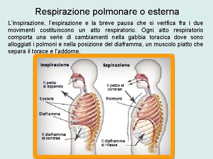 Respirazione polmonare o esterna L’inspirazione, l’espirazione e la breve pausa che si verifica fra