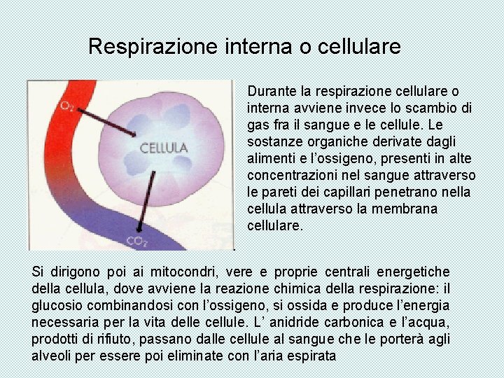 Respirazione interna o cellulare Durante la respirazione cellulare o interna avviene invece lo scambio