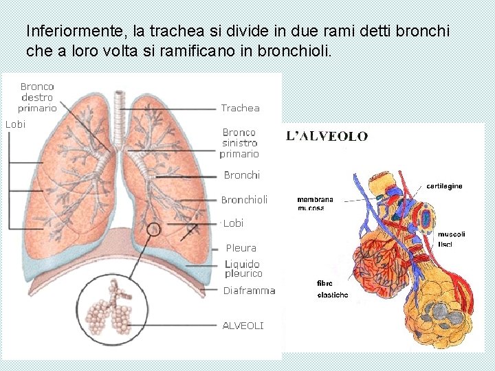 Inferiormente, la trachea si divide in due rami detti bronchi che a loro volta