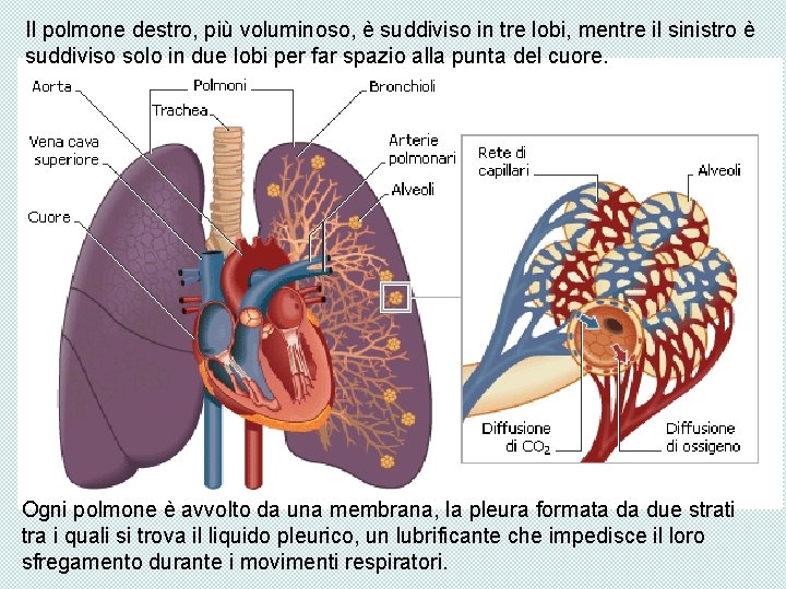 Il polmone destro, più voluminoso, è suddiviso in tre lobi, mentre il sinistro è