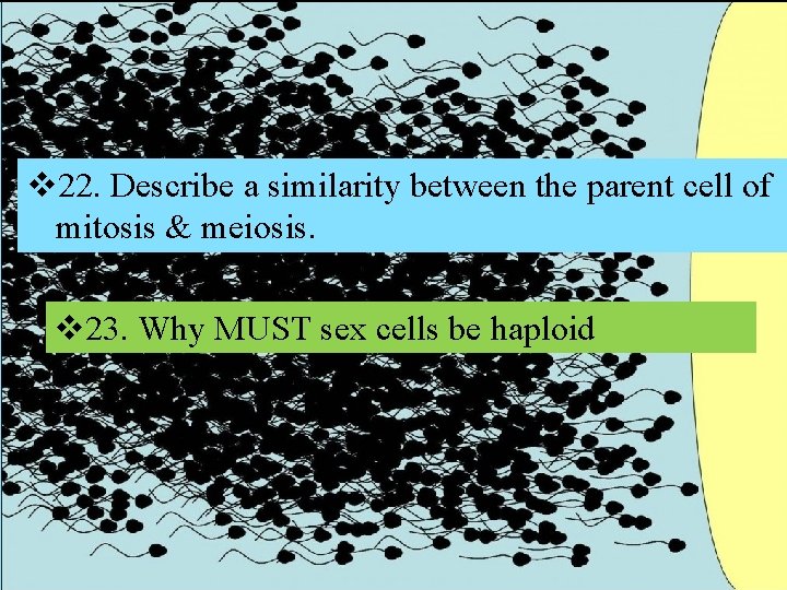 v 22. Describe a similarity between the parent cell of mitosis & meiosis. v v 22. Describe a similarity between the parent cell of mitosis & meiosis. v