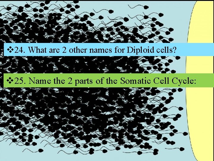 v 24. What are 2 other names for Diploid cells? v 25. Name the v 24. What are 2 other names for Diploid cells? v 25. Name the