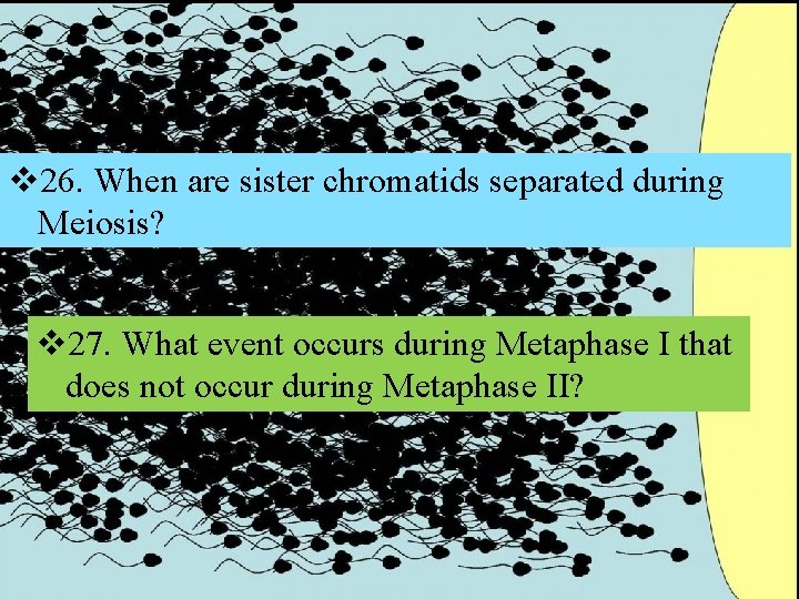 v 26. When are sister chromatids separated during Meiosis? v 27. What event occurs v 26. When are sister chromatids separated during Meiosis? v 27. What event occurs