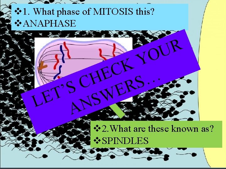 v 1. What phase of MITOSIS this? v. ANAPHASE R U O Y K v 1. What phase of MITOSIS this? v. ANAPHASE R U O Y K