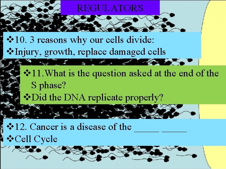 REGULATORS v 10. 3 reasons why our cells divide: v. Injury, growth, replace damaged