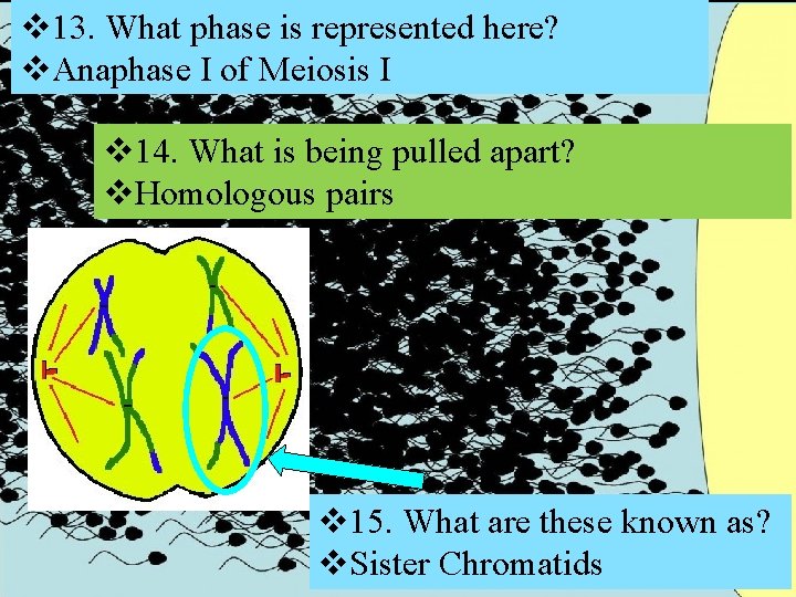 v 13. What phase is represented here? v. Anaphase I of Meiosis I v v 13. What phase is represented here? v. Anaphase I of Meiosis I v