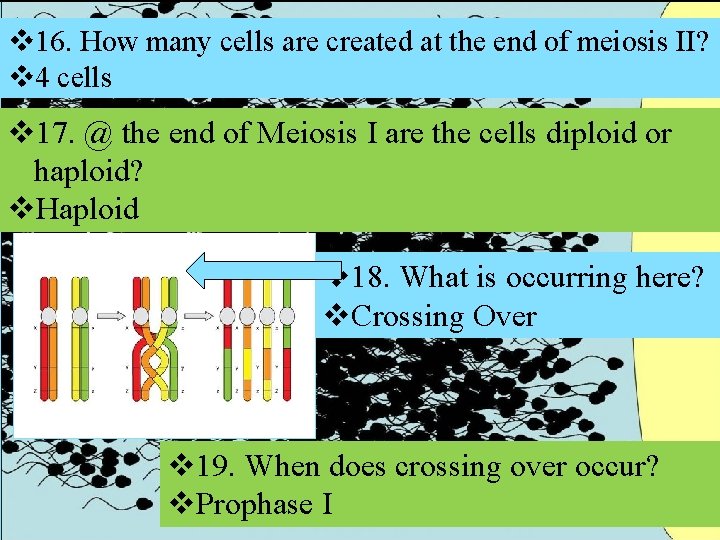 v 16. How many cells are created at the end of meiosis II? v v 16. How many cells are created at the end of meiosis II? v
