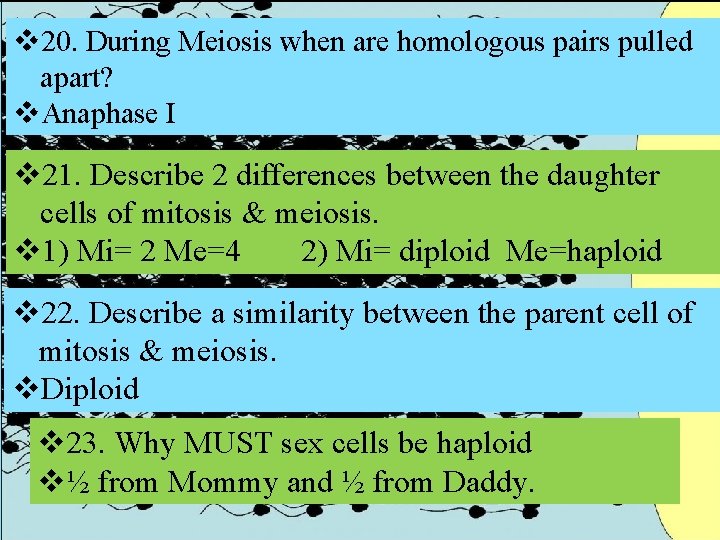 v 20. During Meiosis when are homologous pairs pulled apart? v. Anaphase I v