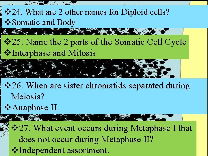 v 24. What are 2 other names for Diploid cells? v. Somatic and Body v 24. What are 2 other names for Diploid cells? v. Somatic and Body