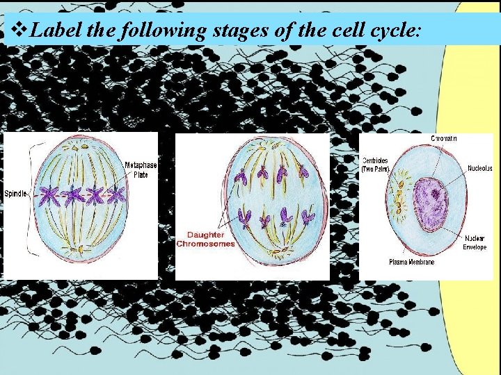 v. Label the following stages of the cell cycle: v. Label the following stages of the cell cycle: