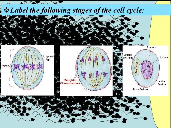 v. Label the following stages of the cell cycle: 