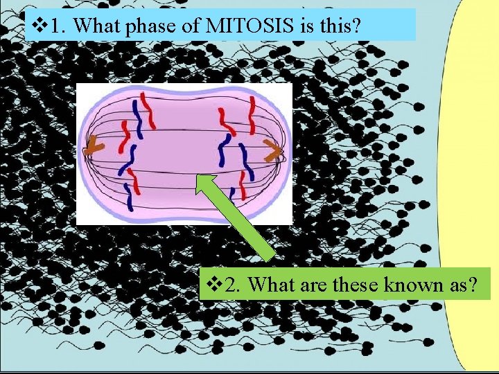 v 1. What phase of MITOSIS is this? v 2. What are these known v 1. What phase of MITOSIS is this? v 2. What are these known