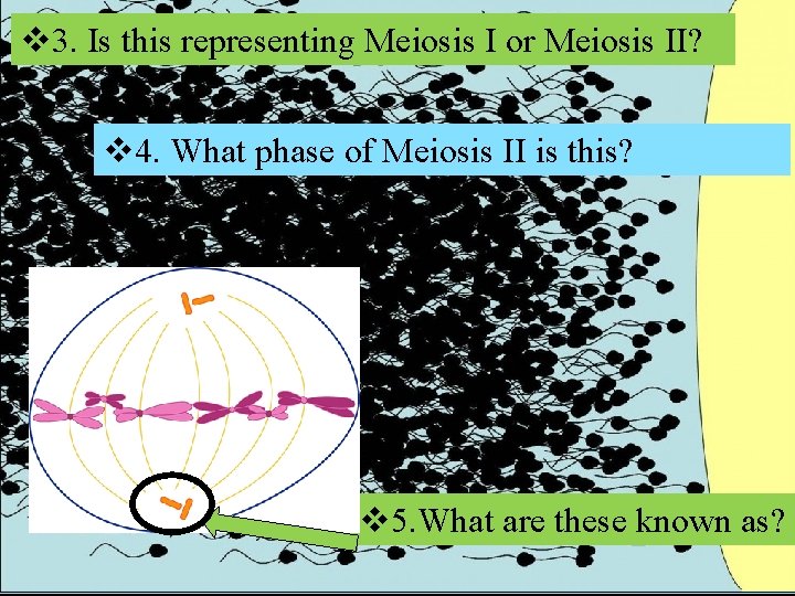 v 3. Is this representing Meiosis I or Meiosis II? v 4. What phase