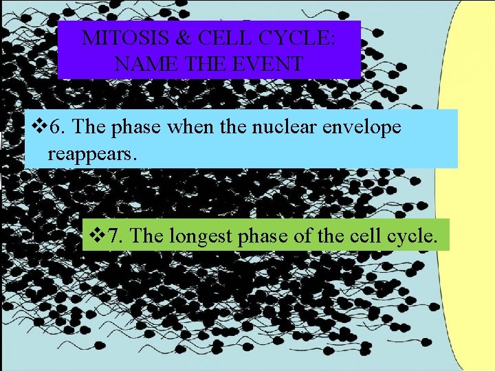 MITOSIS & CELL CYCLE: NAME THE EVENT v 6. The phase when the nuclear MITOSIS & CELL CYCLE: NAME THE EVENT v 6. The phase when the nuclear