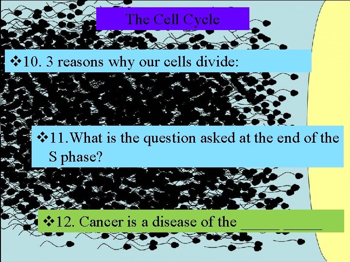 The Cell Cycle v 10. 3 reasons why our cells divide: v 11. What The Cell Cycle v 10. 3 reasons why our cells divide: v 11. What