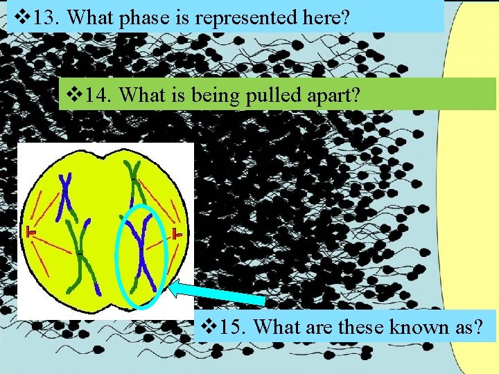 v 13. What phase is represented here? v 14. What is being pulled apart?