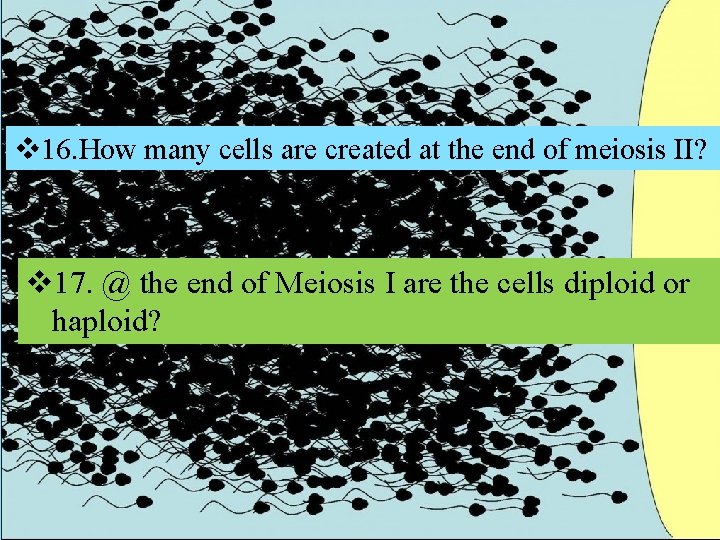 v 16. How many cells are created at the end of meiosis II? v v 16. How many cells are created at the end of meiosis II? v