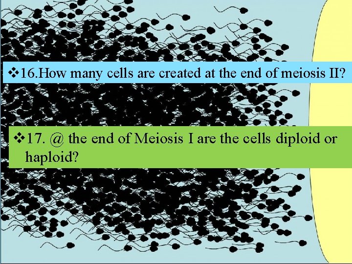 v 16. How many cells are created at the end of meiosis II? v