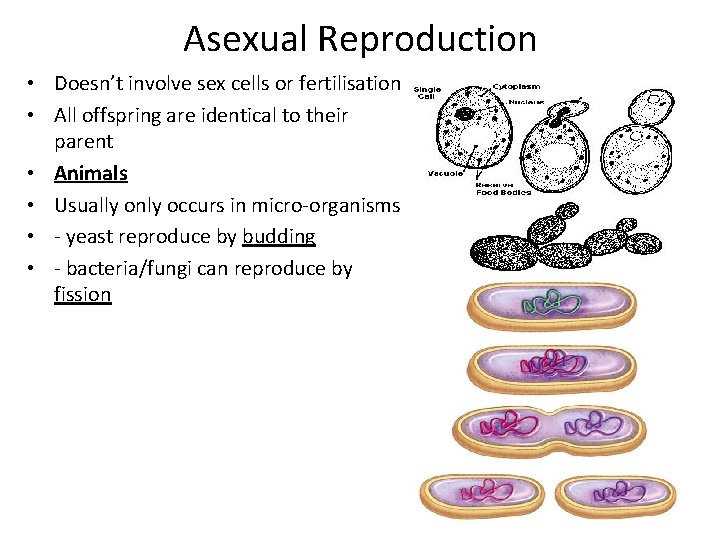 Asexual Reproduction • Doesn’t involve sex cells or fertilisation • All offspring are identical