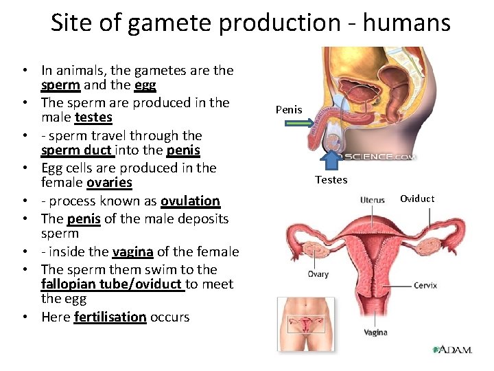 Site of gamete production - humans • In animals, the gametes are the sperm