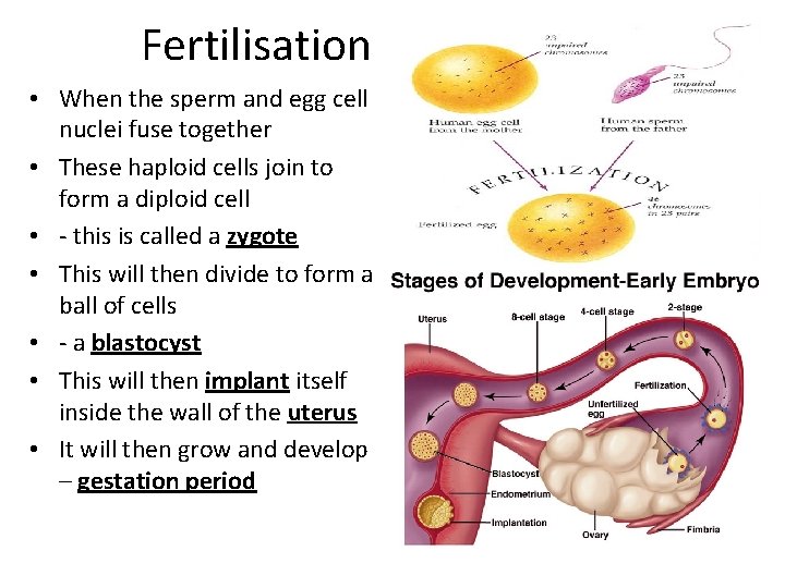 Fertilisation • When the sperm and egg cell nuclei fuse together • These haploid