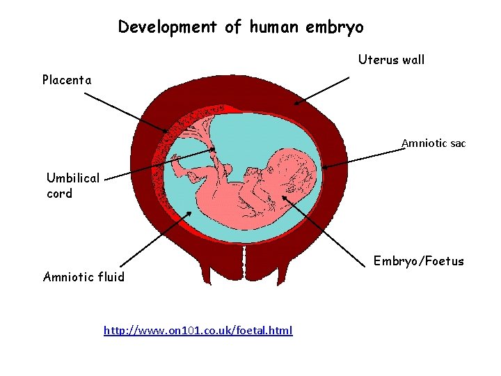 Development of human embryo Uterus wall Placenta Amniotic sac Umbilical cord Amniotic fluid http: